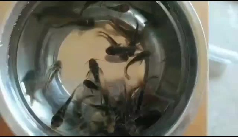 优质黄骨鱼苗，黄颡鱼苗