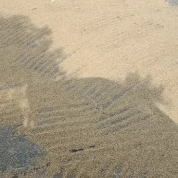 大量的水稻出售。有需要的就联系我。