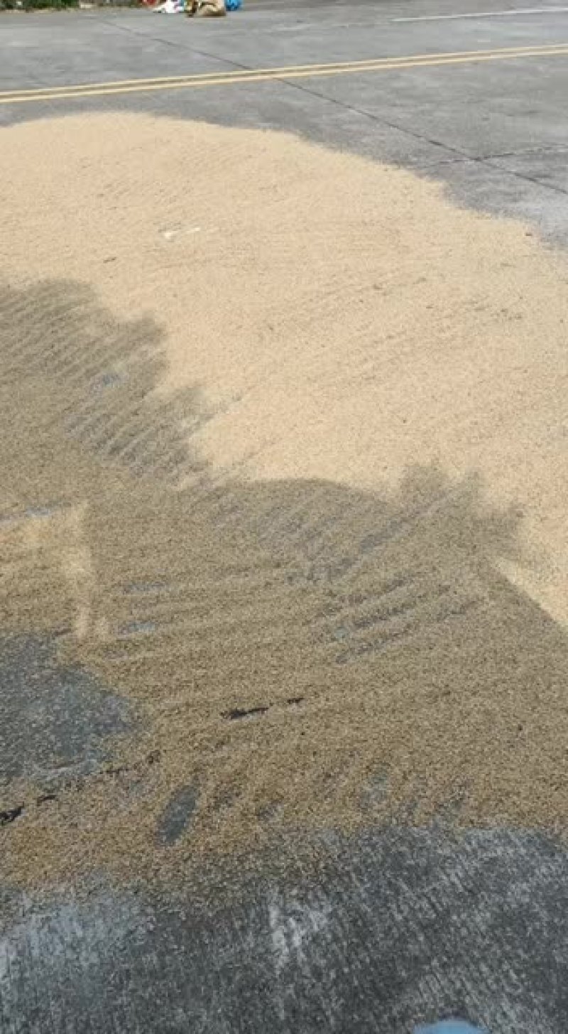 大量的水稻出售。有需要的就联系我。