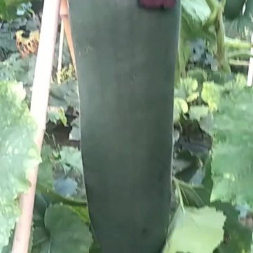 河南郸城才金种植合作社