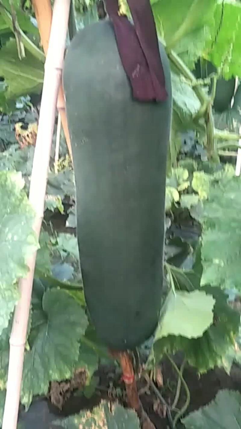 河南郸城才金种植合作社