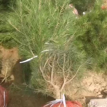 白皮松1.5米一级货量大
