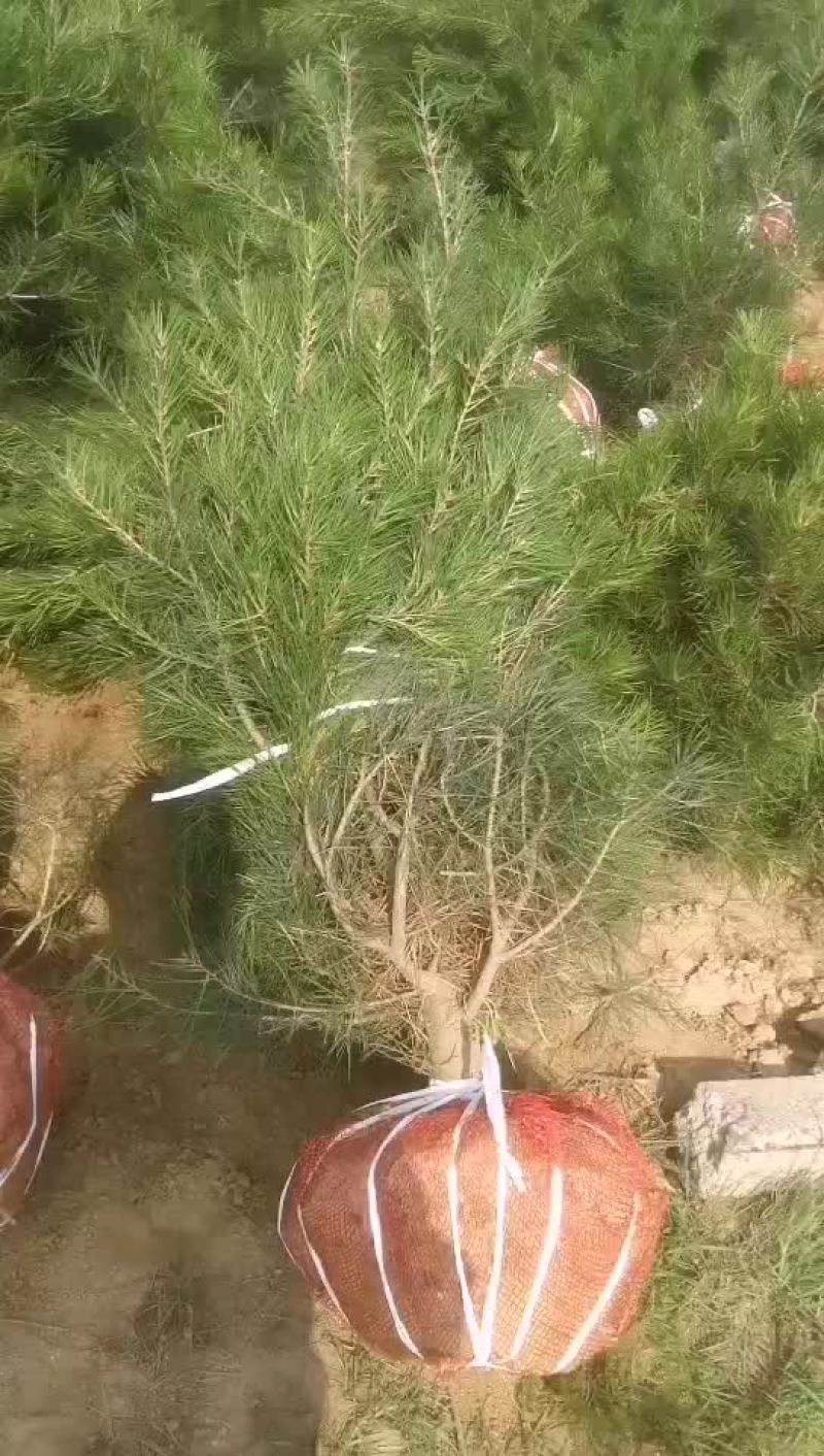 白皮松1.5米一级货量大