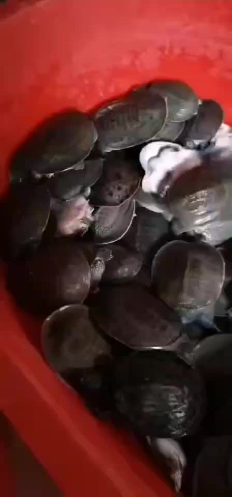 外塘甲鱼生态甲鱼黑花甲鱼