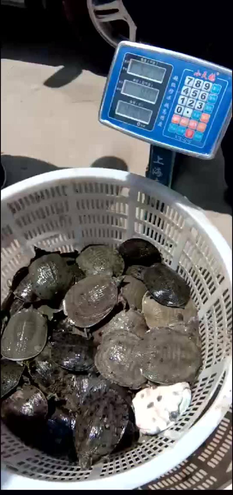 外塘甲鱼生态甲鱼黑花甲鱼
