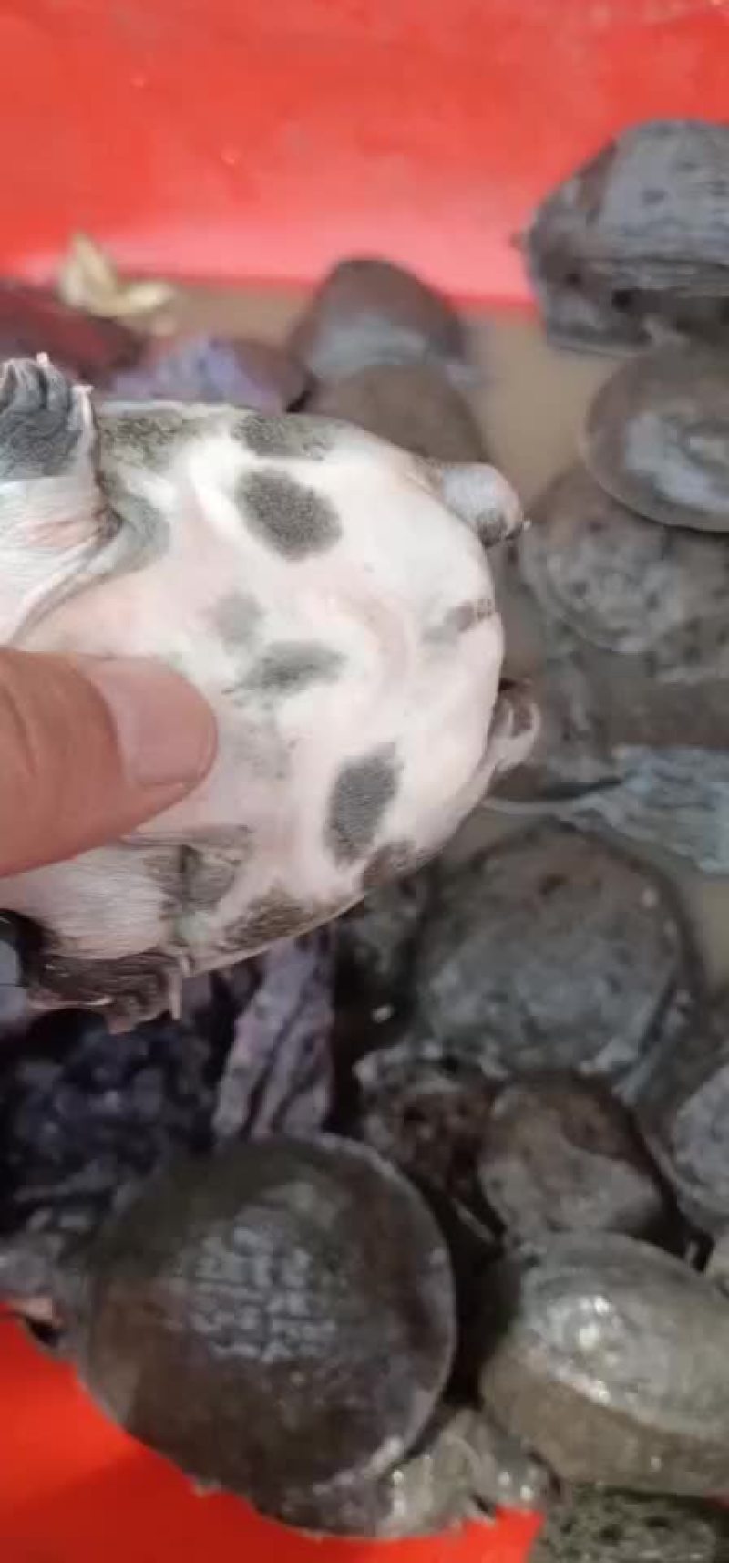 外塘甲鱼生态甲鱼黑花甲鱼