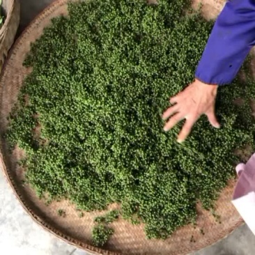 自家种植的四川川花椒