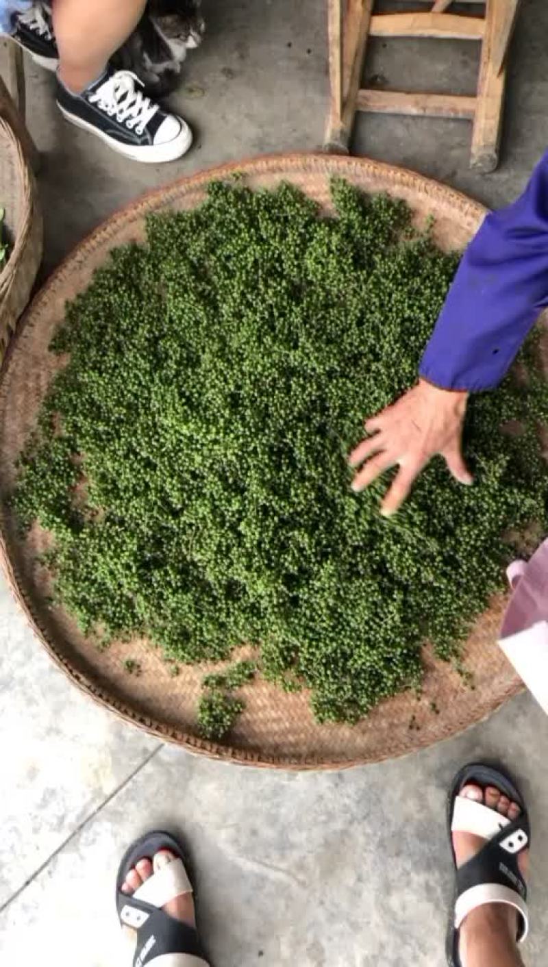 自家种植的四川川花椒