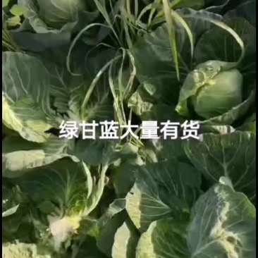 内蒙古包头绿甘蓝大量上市