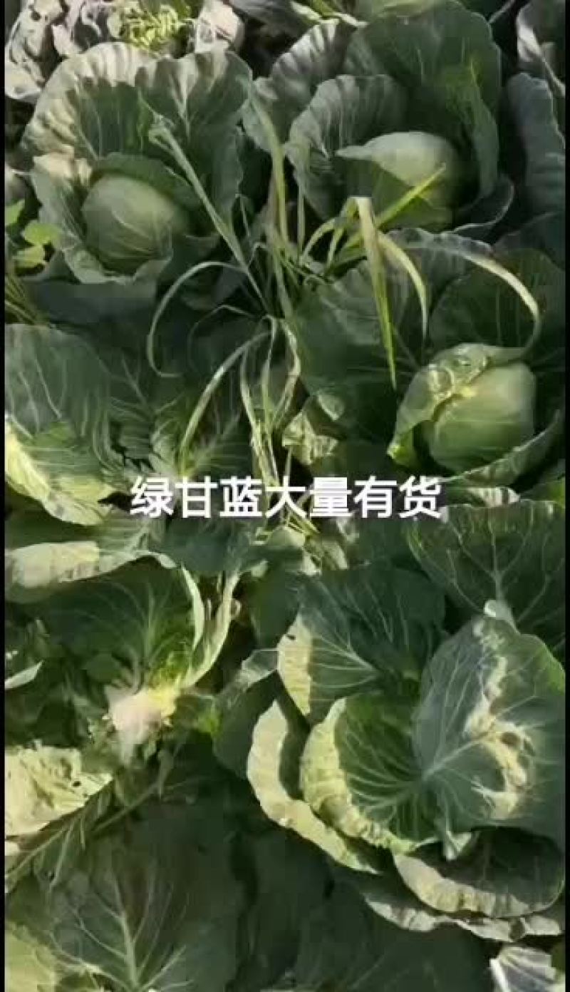 内蒙古包头绿甘蓝大量上市