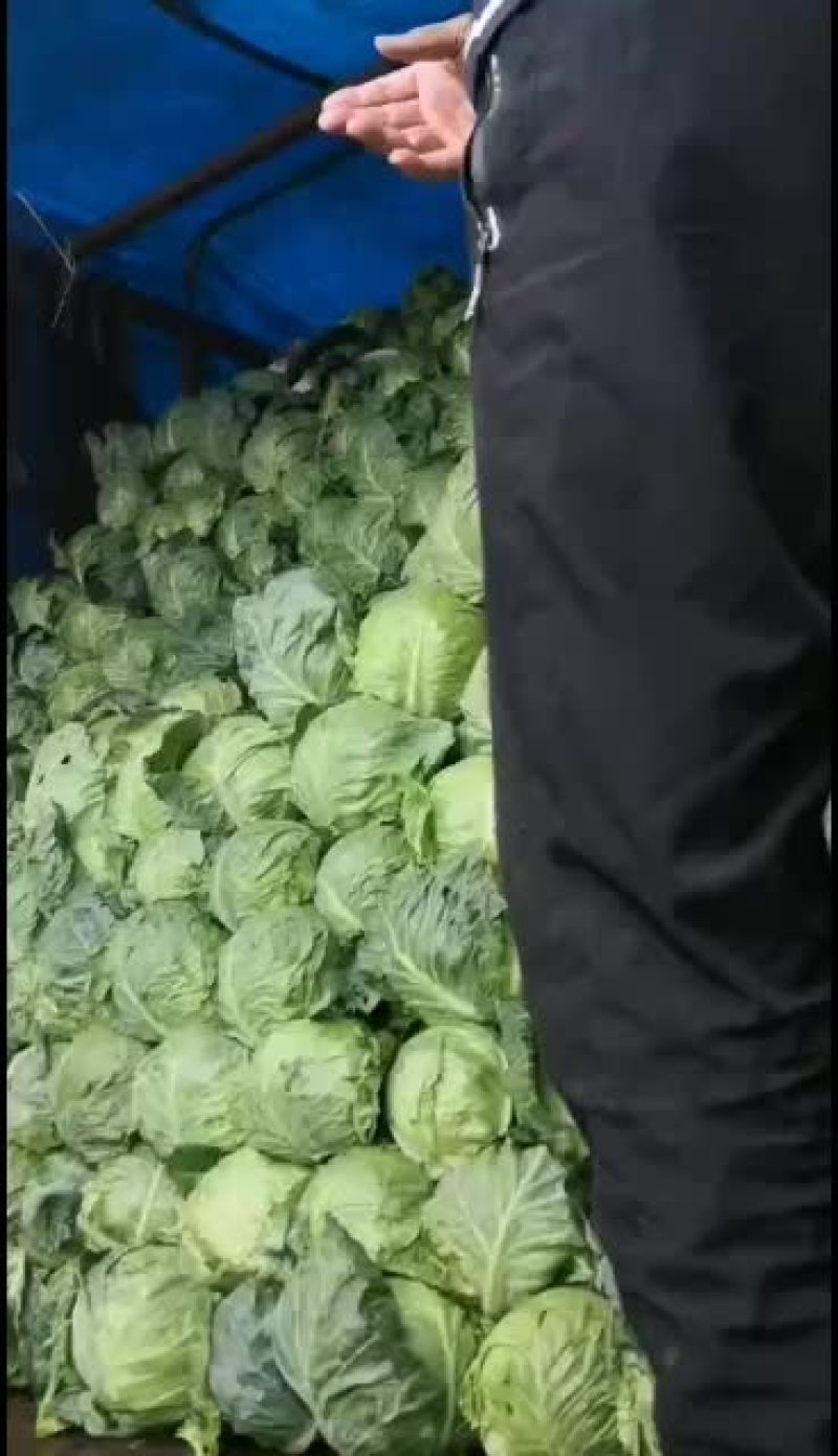 内蒙古包头绿甘蓝大量上市