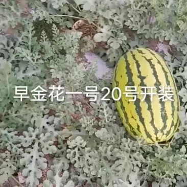 西瓜早金花一号，硒砂一号