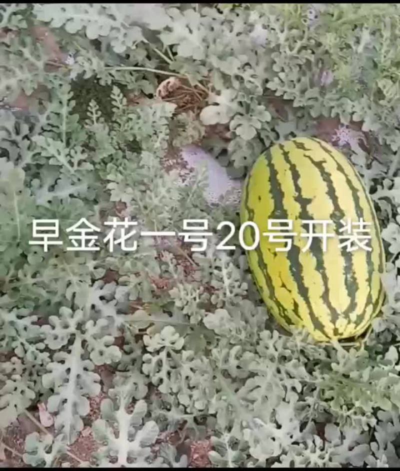 西瓜早金花一号，硒砂一号