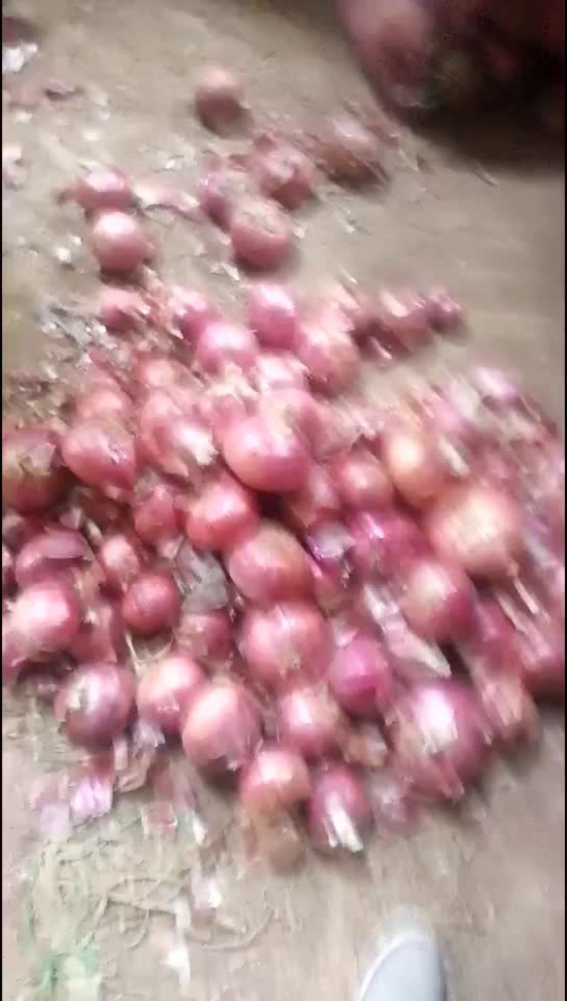 洋葱