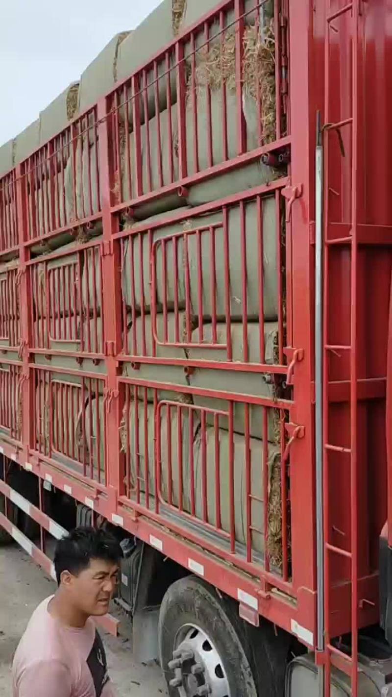 小麦秸秆河南优质小麦结杆方捆大圆捆大量现货随时装车
