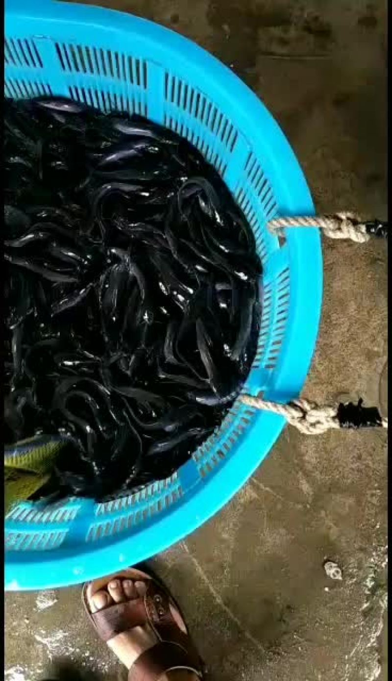 大量有货埃及塘角鱼苗，30-150规格