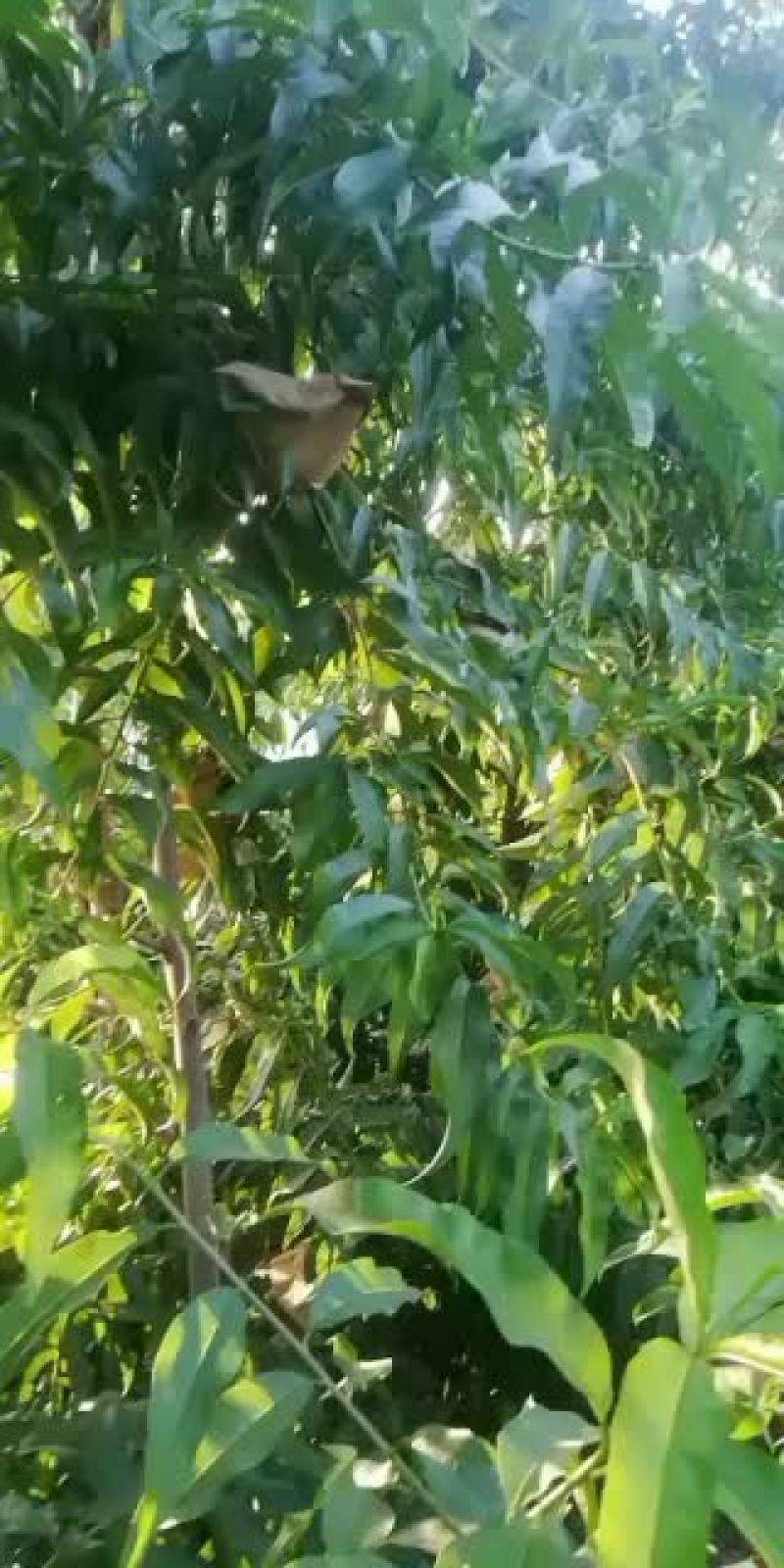 【产地直供】陕西眉县中蟠11毛蟠支持一件代发