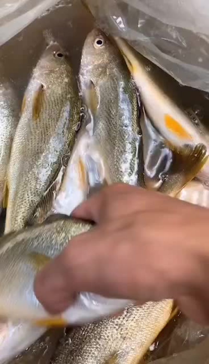 东山岛海鲜活冻春子鱼一手货源全国发货量大从优品质保证