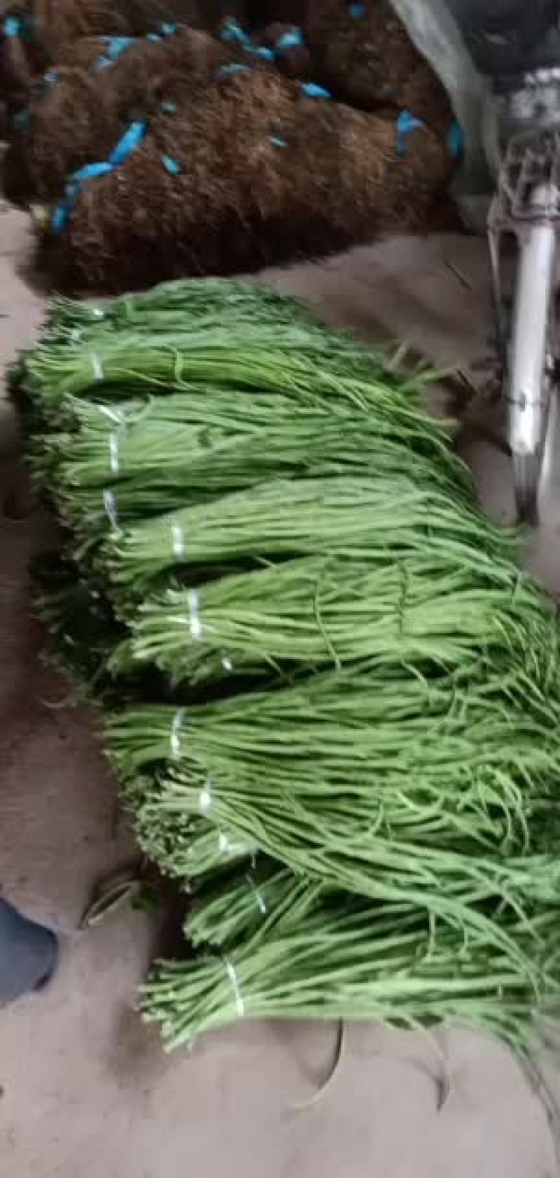 长豆角精品，次的也有