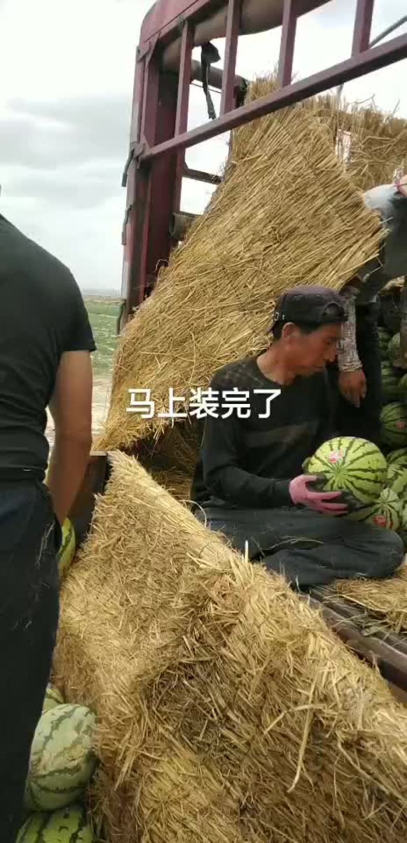 宁夏硒砂瓜正宗的宁夏硒砂瓜