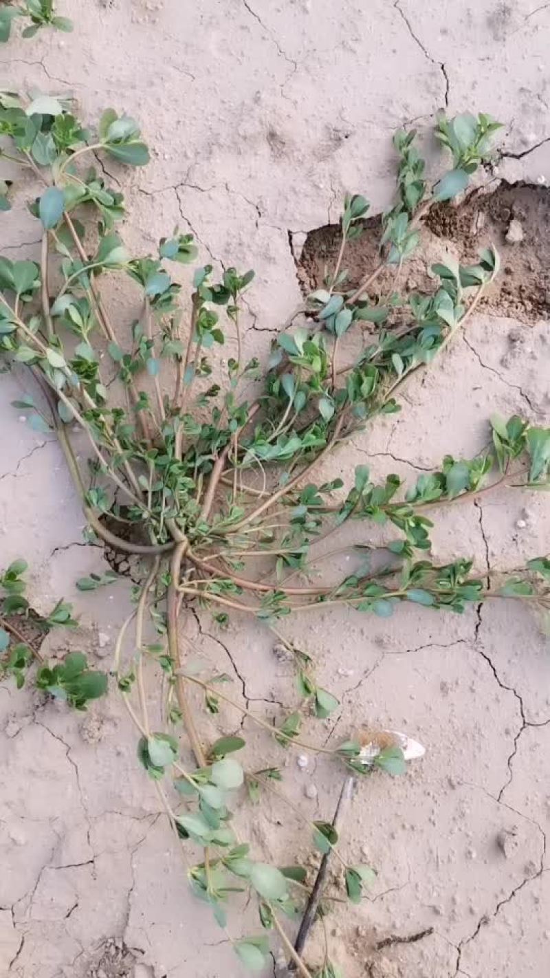 马齿苋大量供应，沙地种植