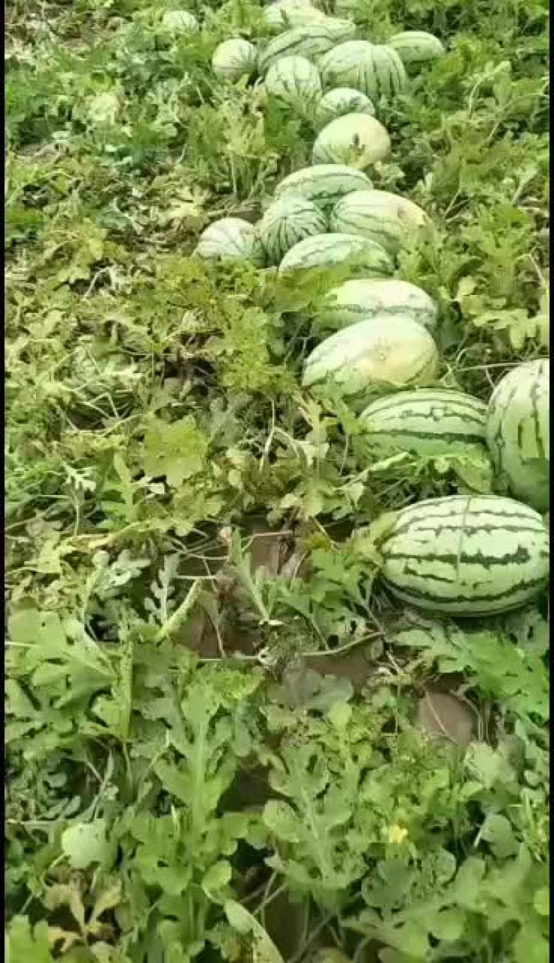 大西瓜头茬，二茬都有