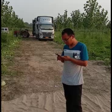 大西瓜头茬，二茬都有