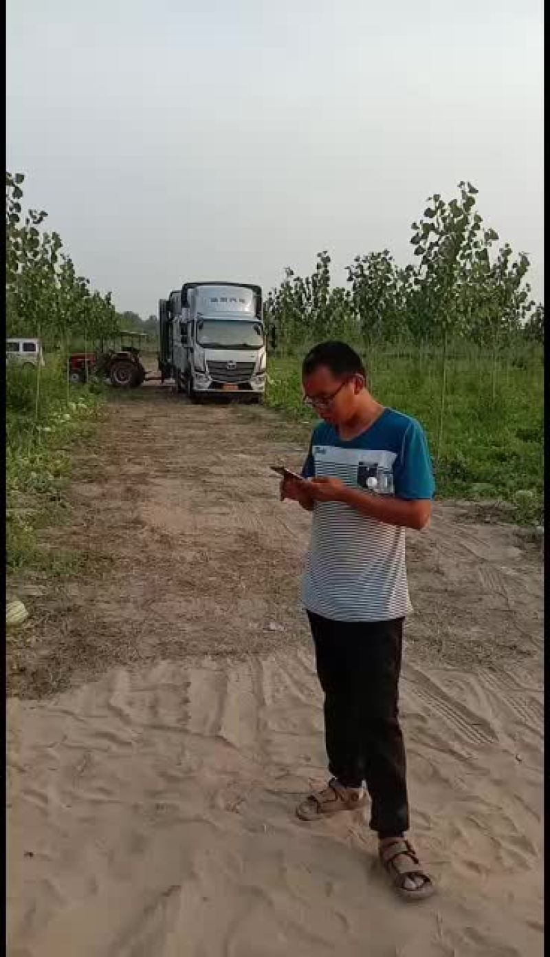 大西瓜头茬，二茬都有