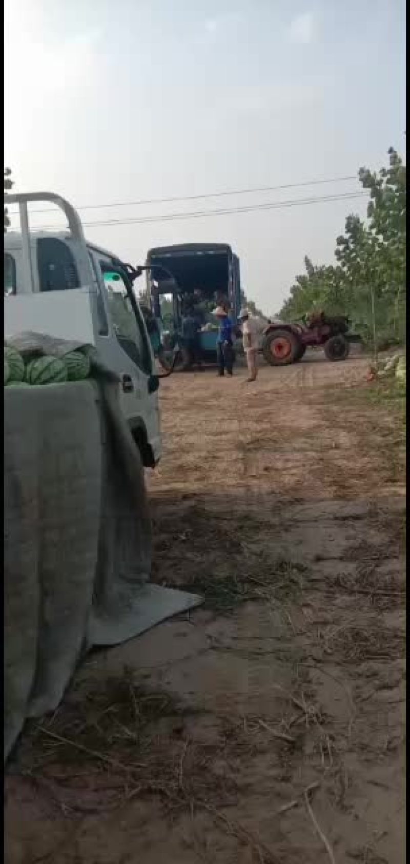 大西瓜头茬，二茬都有