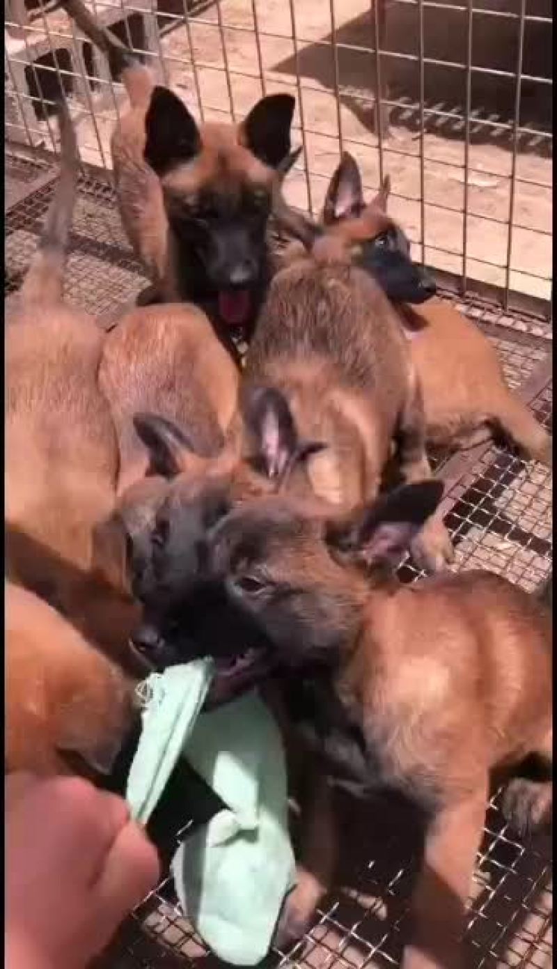 金毛犬拉布拉多德牧马犬等各种名犬