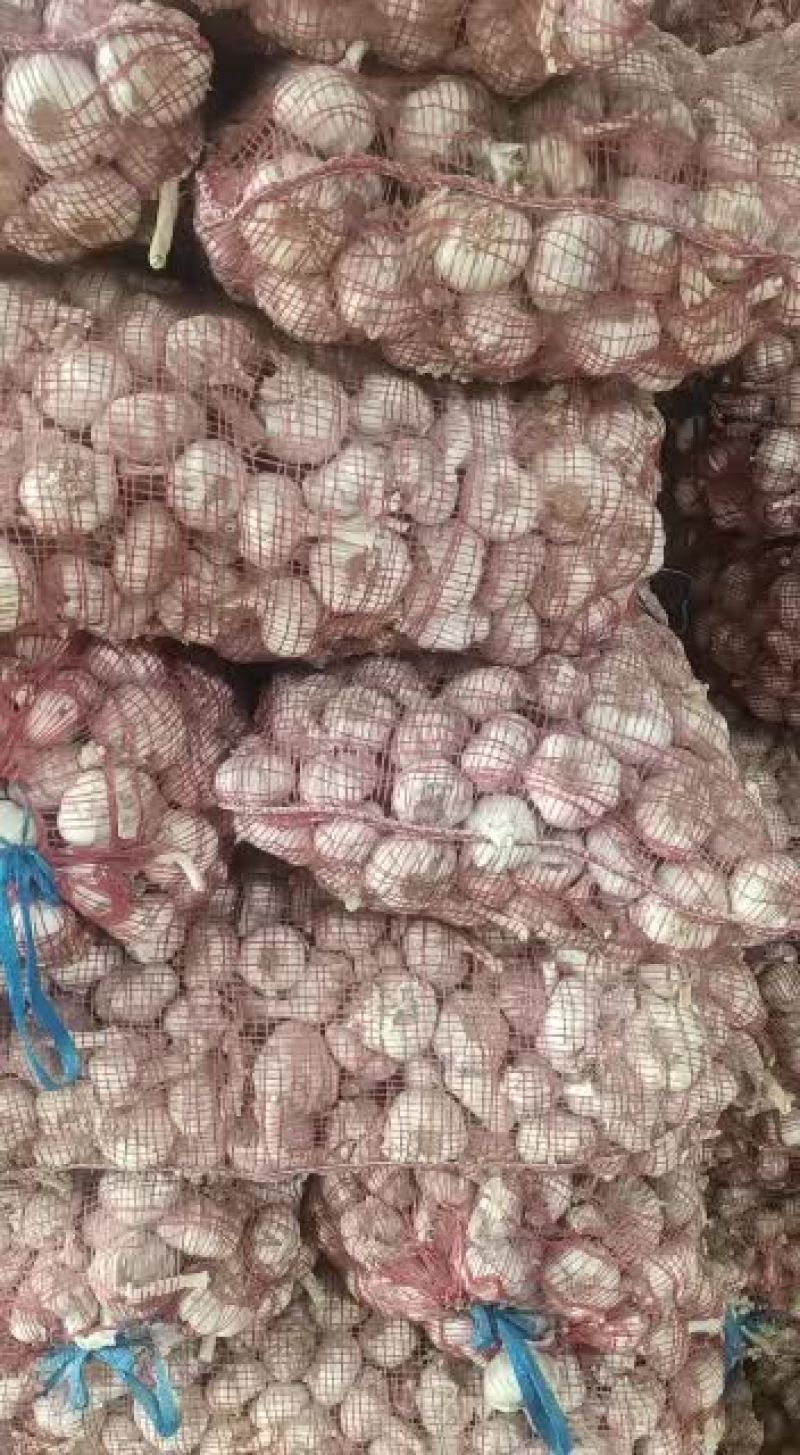 济南大青稞好货源已不多
