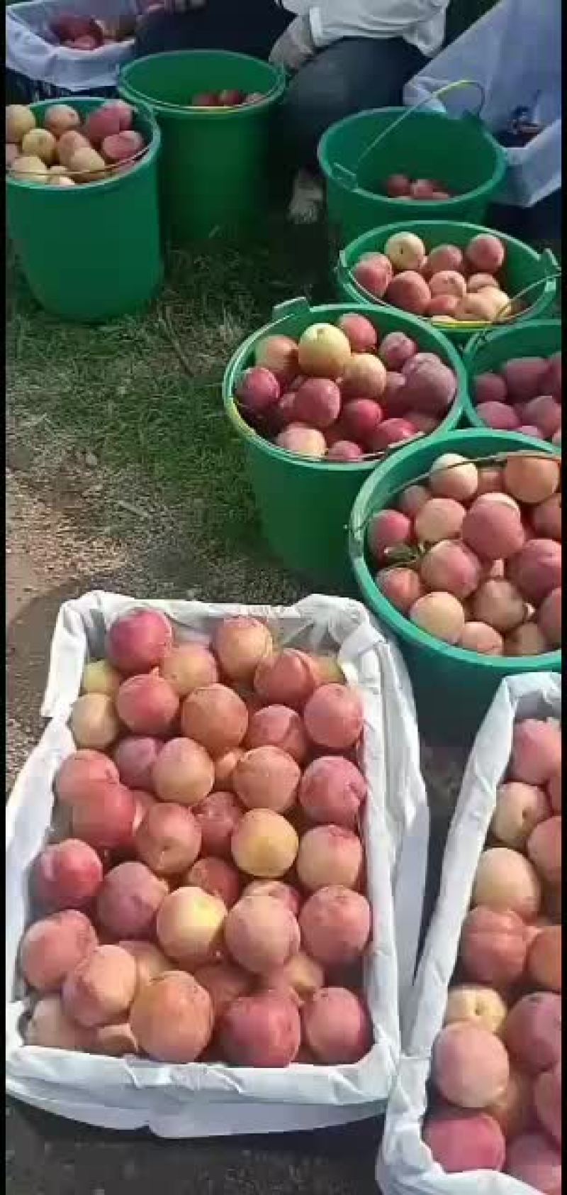 美一李子价格，红布林李子产地秋姬李子批发