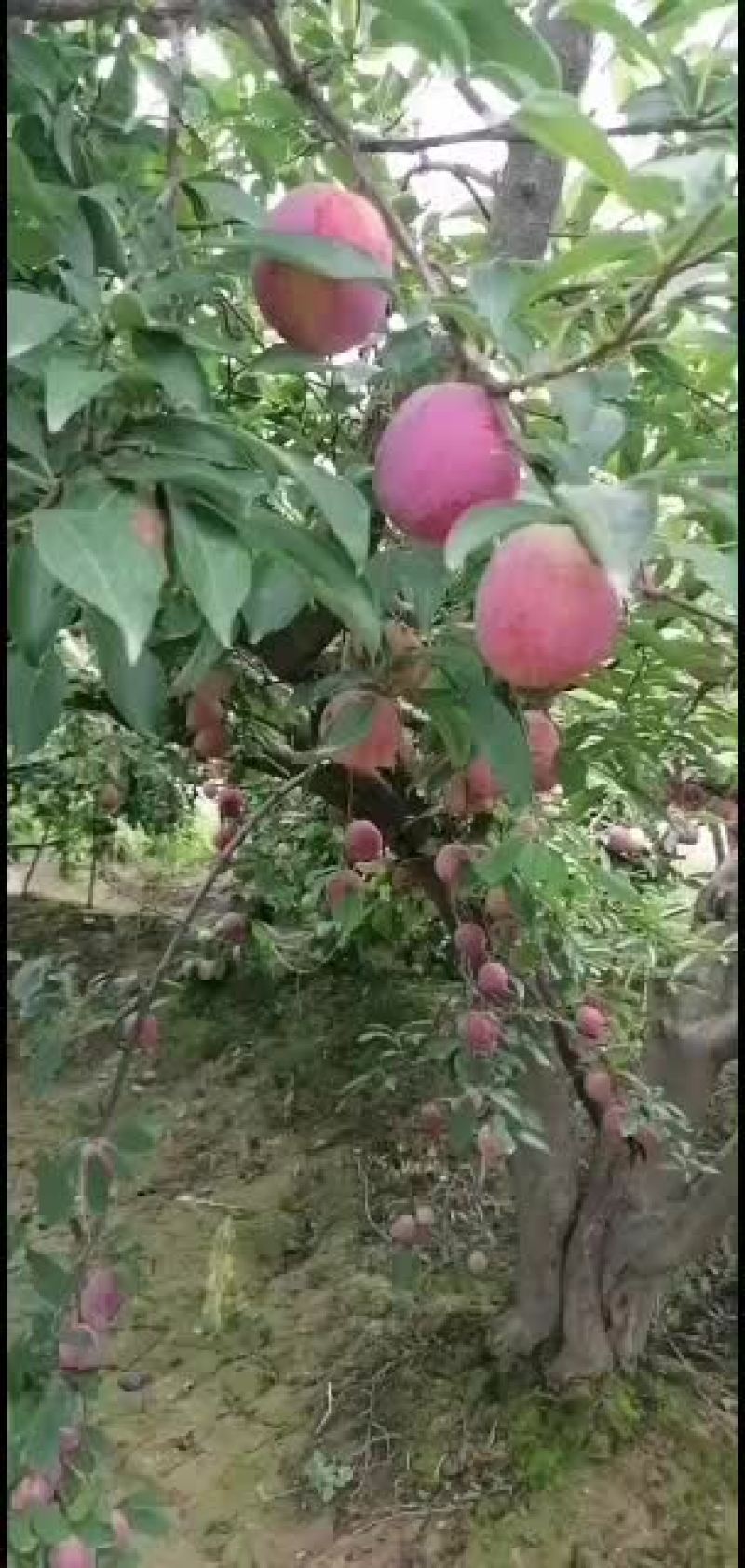 美一李子价格，红布林李子产地秋姬李子批发