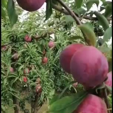 美一李子价格，红布林李子产地秋姬李子批发