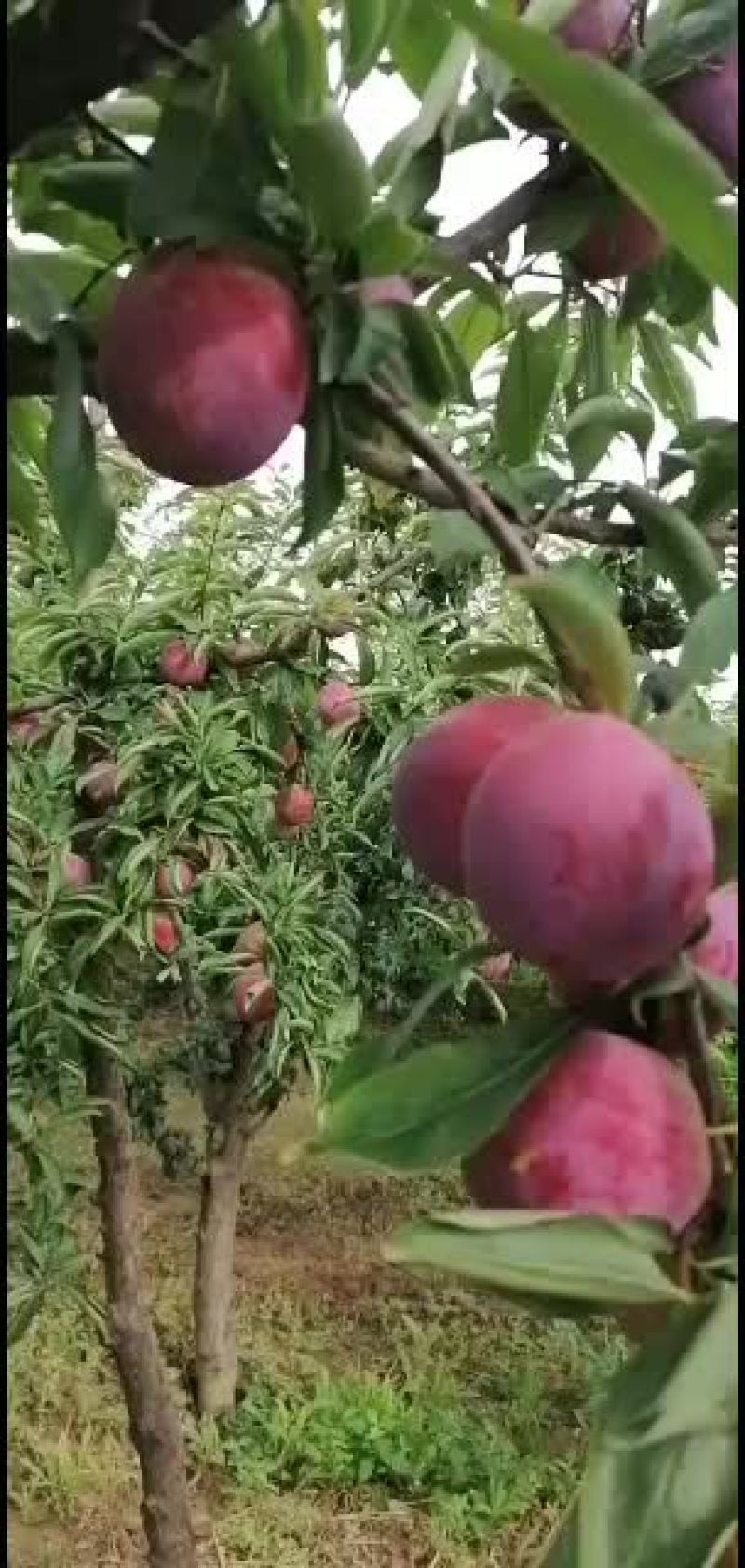 美一李子价格，红布林李子产地秋姬李子批发