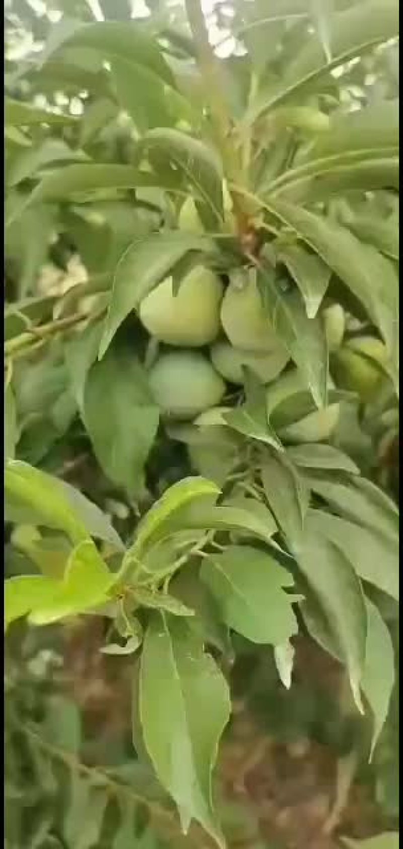 美一李子价格，红布林李子产地秋姬李子批发