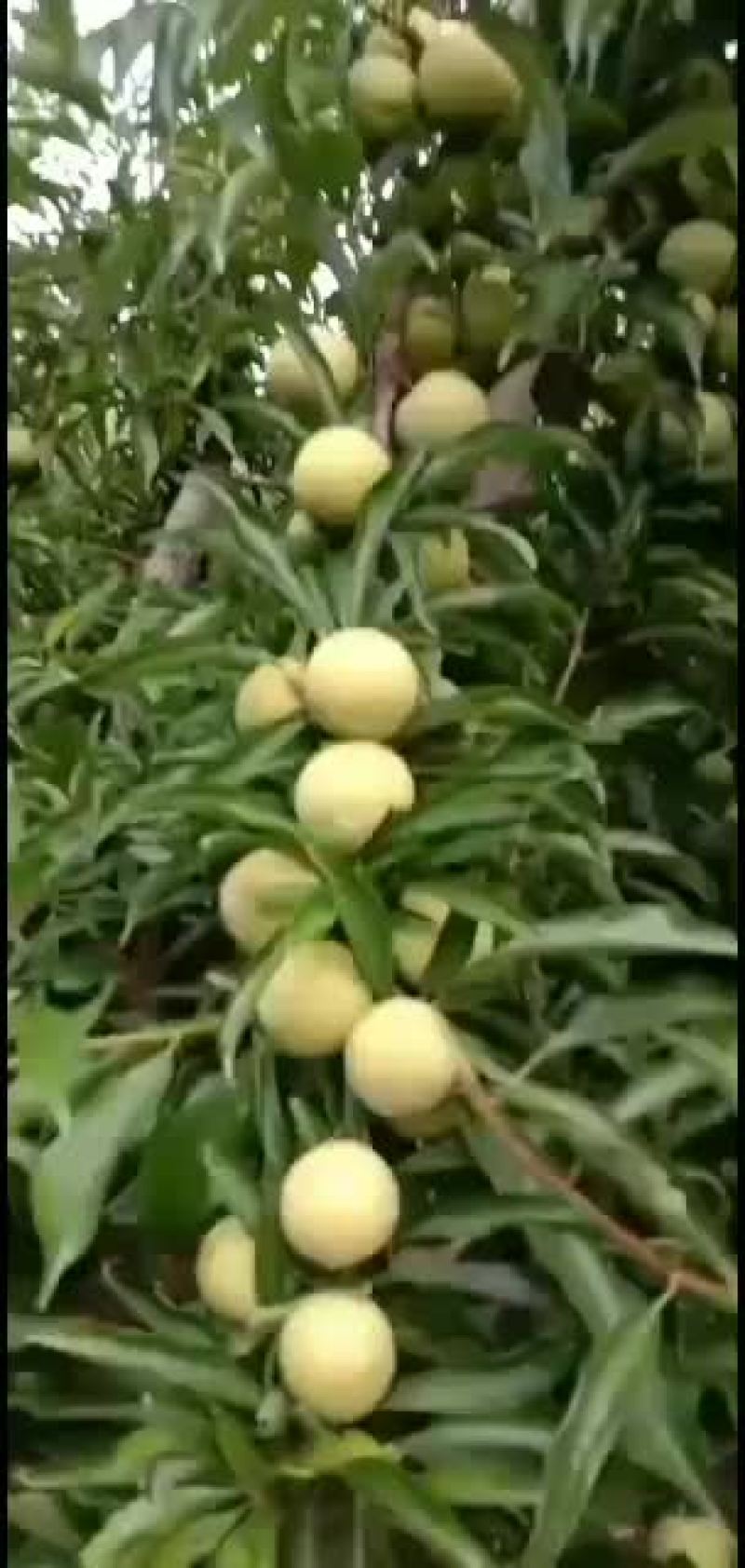 美一李子价格，红布林李子产地秋姬李子批发