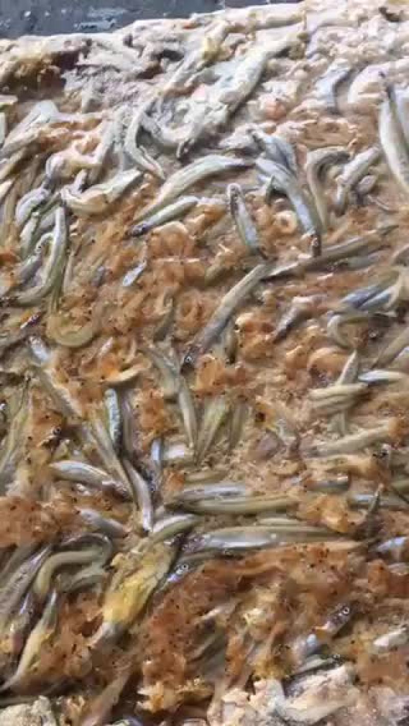 船冻，路冻，各种规格品种饲料鱼大量有货，