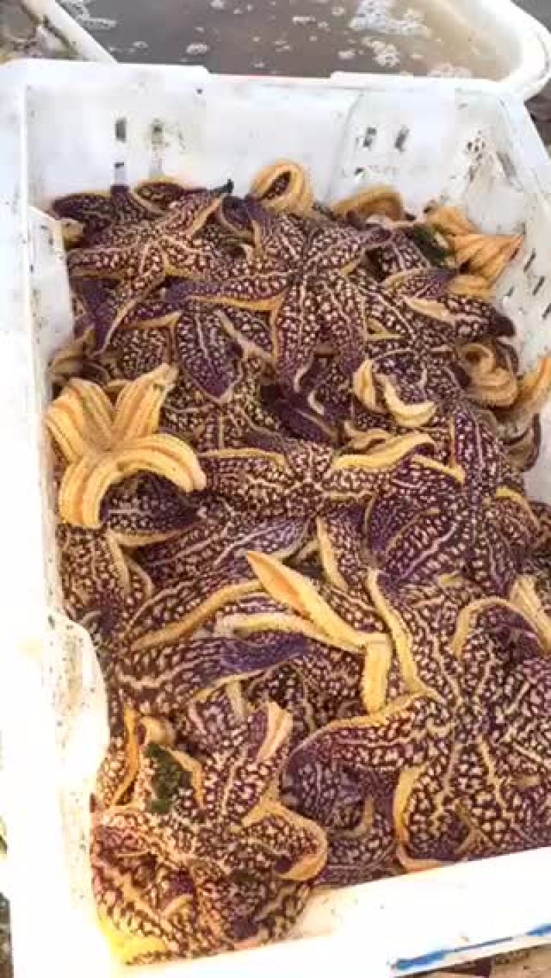 渤海湾鲜活大海星各种规格