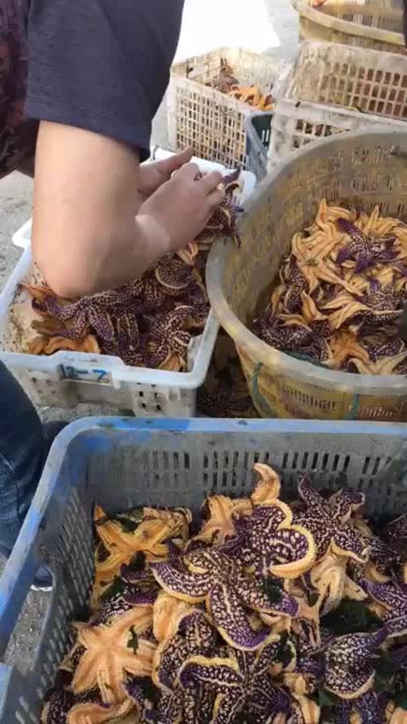 渤海湾鲜活大海星各种规格