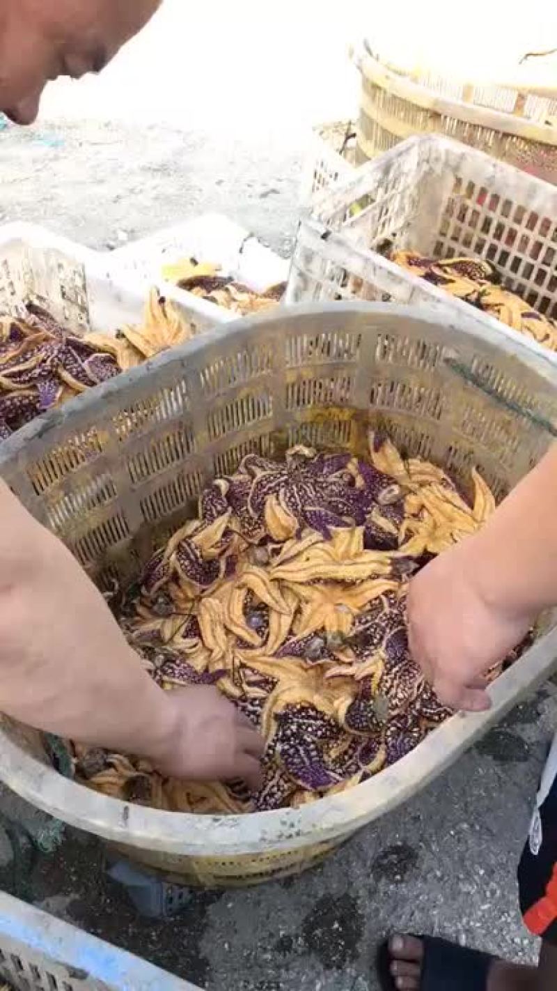 渤海湾鲜活大海星各种规格
