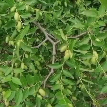 马牙枣快要熟了，欢迎前来收购