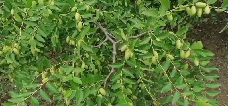 马牙枣快要熟了，欢迎前来收购
