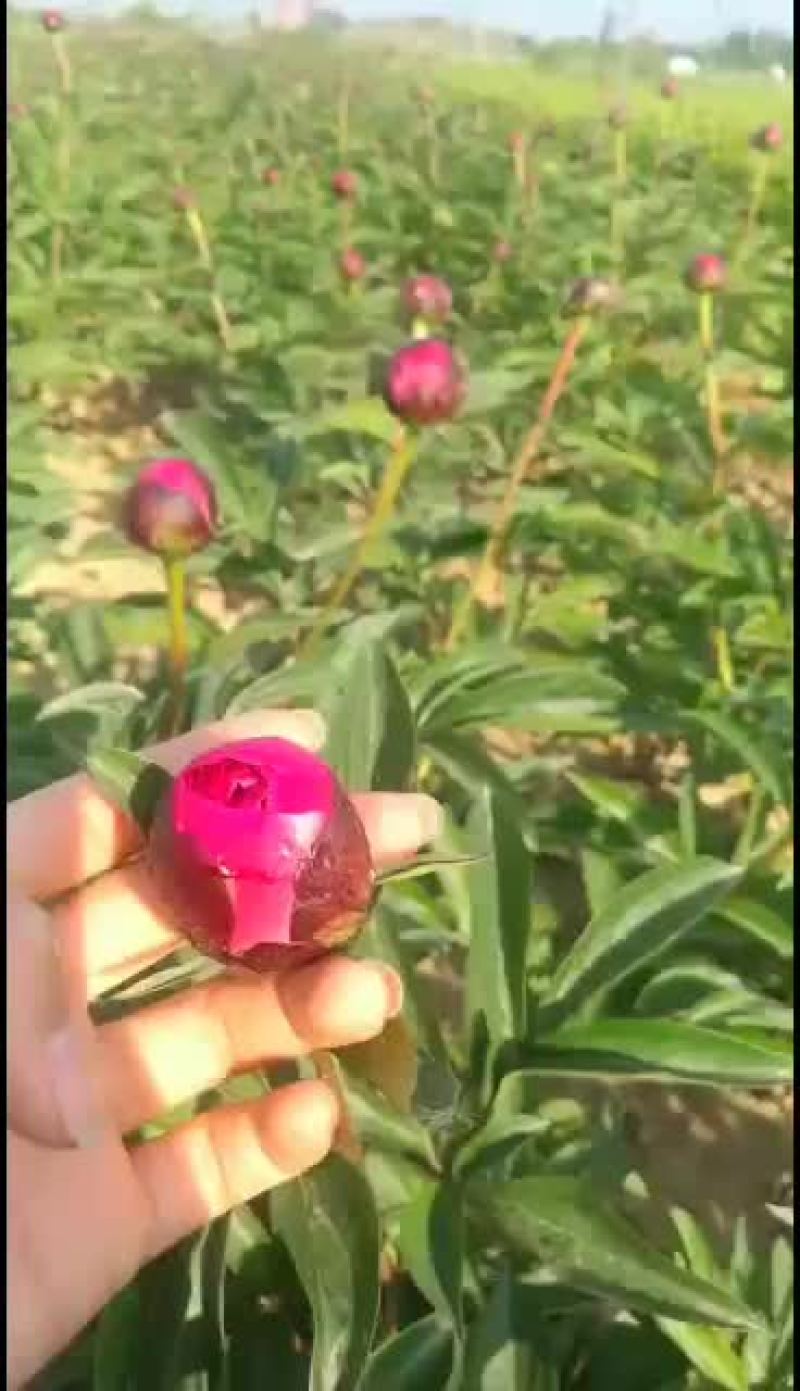 观赏芍药苗芍药花红色观赏芍药小芍药苗