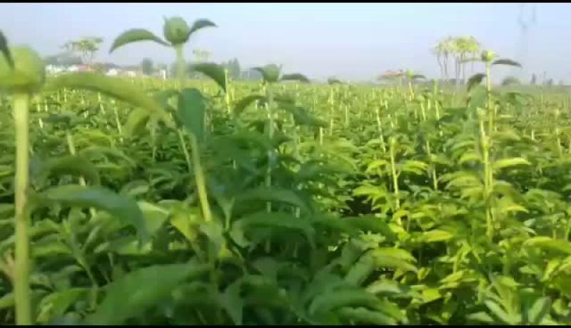 观赏芍药苗芍药花红色观赏芍药小芍药苗