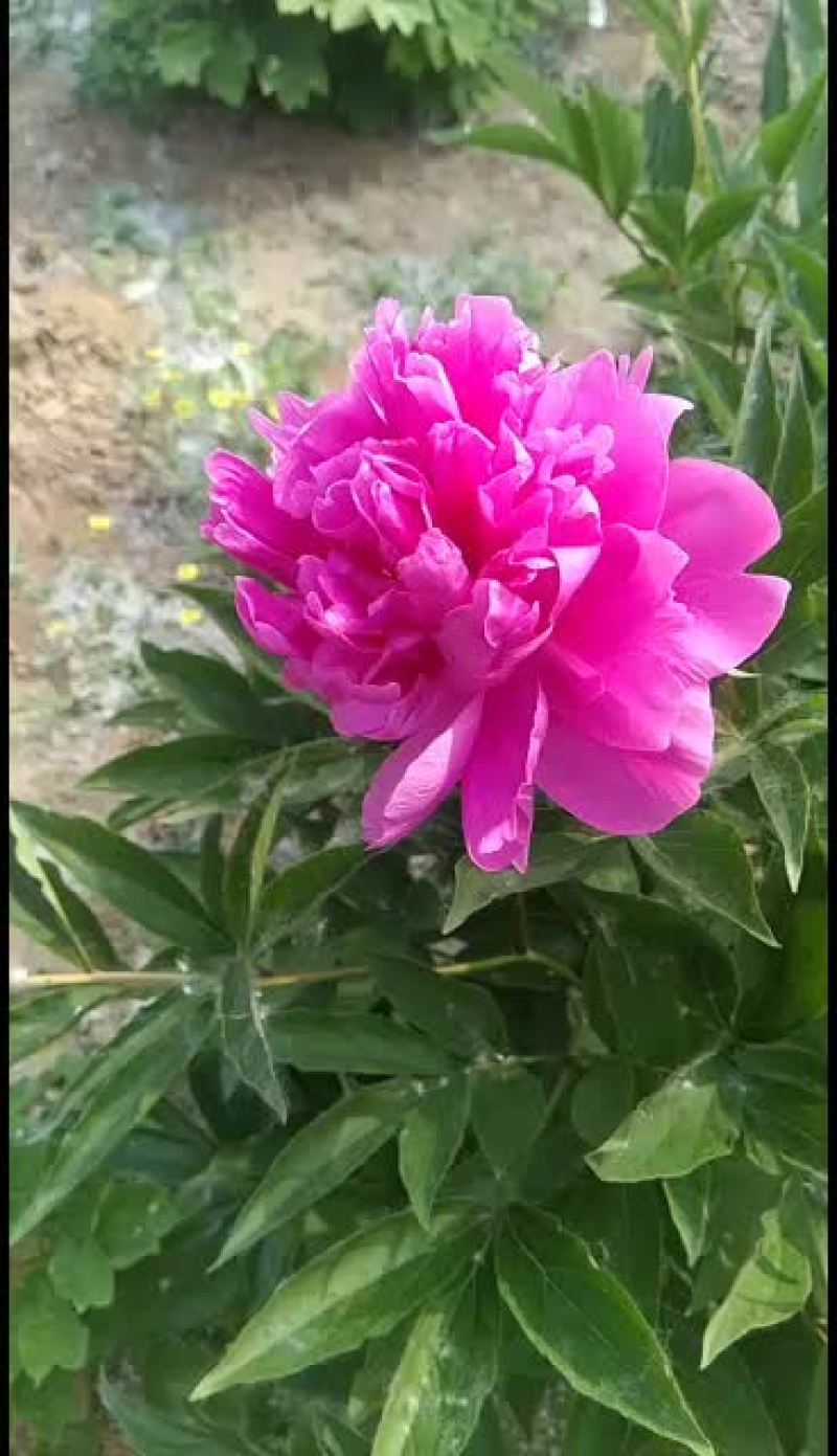 观赏芍药苗芍药花红色观赏芍药小芍药苗