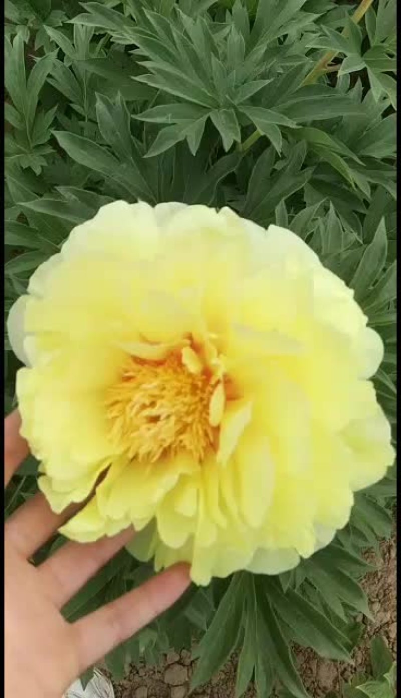 观赏芍药苗芍药花红色观赏芍药小芍药苗