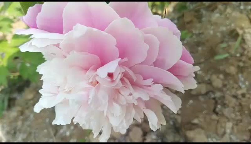 观赏芍药苗芍药花红色观赏芍药小芍药苗