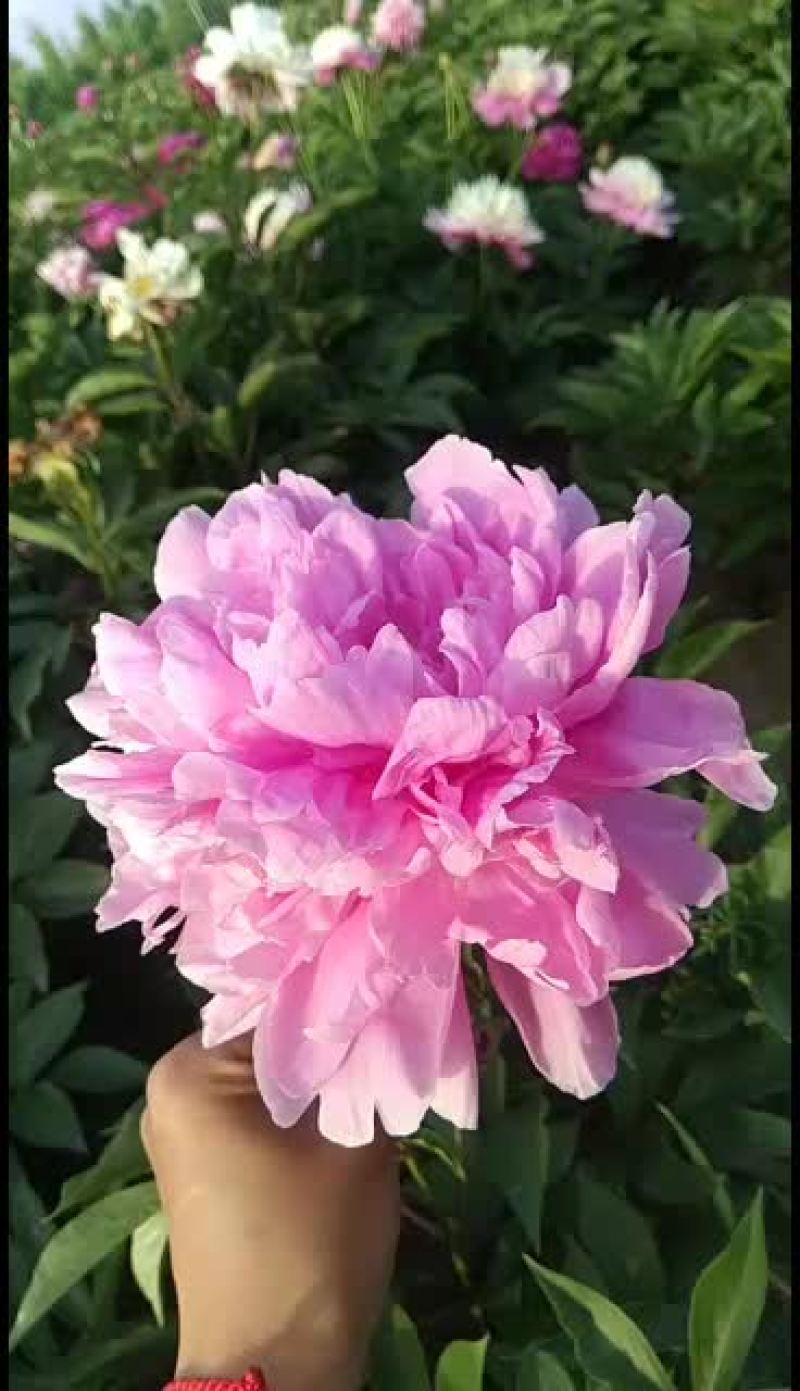 观赏芍药苗芍药花红色观赏芍药小芍药苗