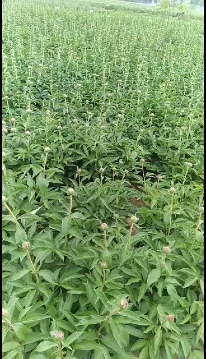 观赏芍药苗芍药花红色观赏芍药小芍药苗
